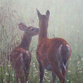 Mothers sow the seeds of love~